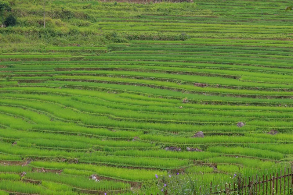 Kho gạo của Nguyễn Thị Thu